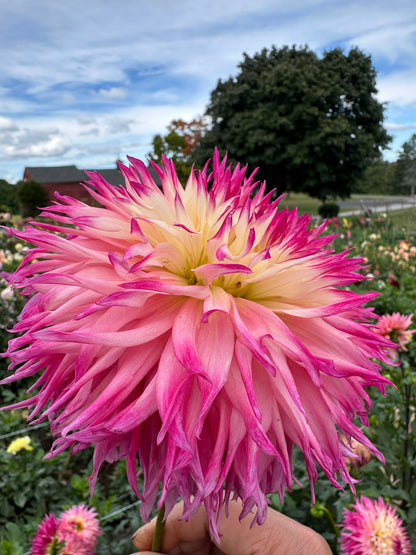 Pinelands Princess Dahlia Tuber