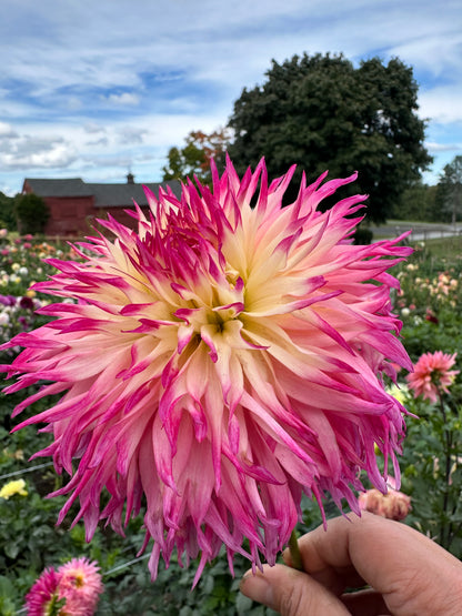 Pinelands Princess Dahlia Tuber