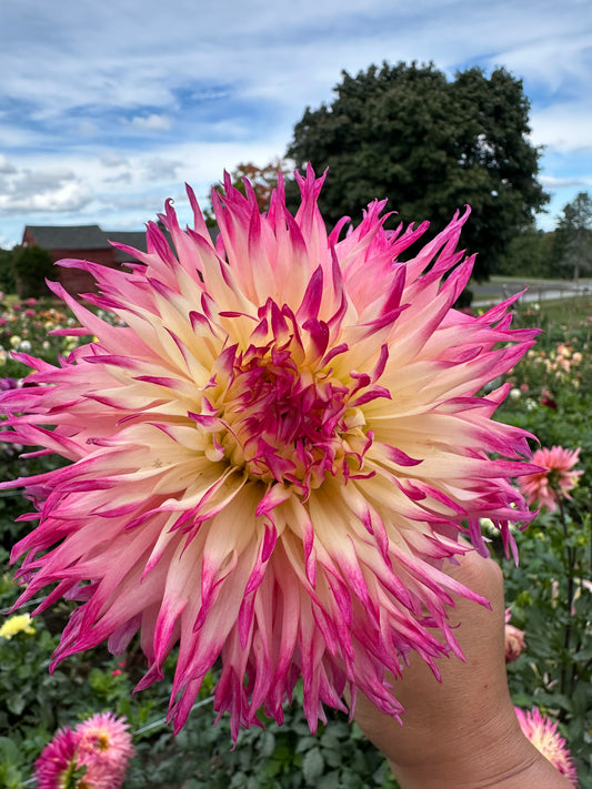 Pinelands Princess Dahlia Tuber