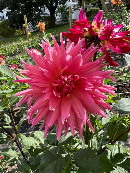 Aljo Dahlia Tuber