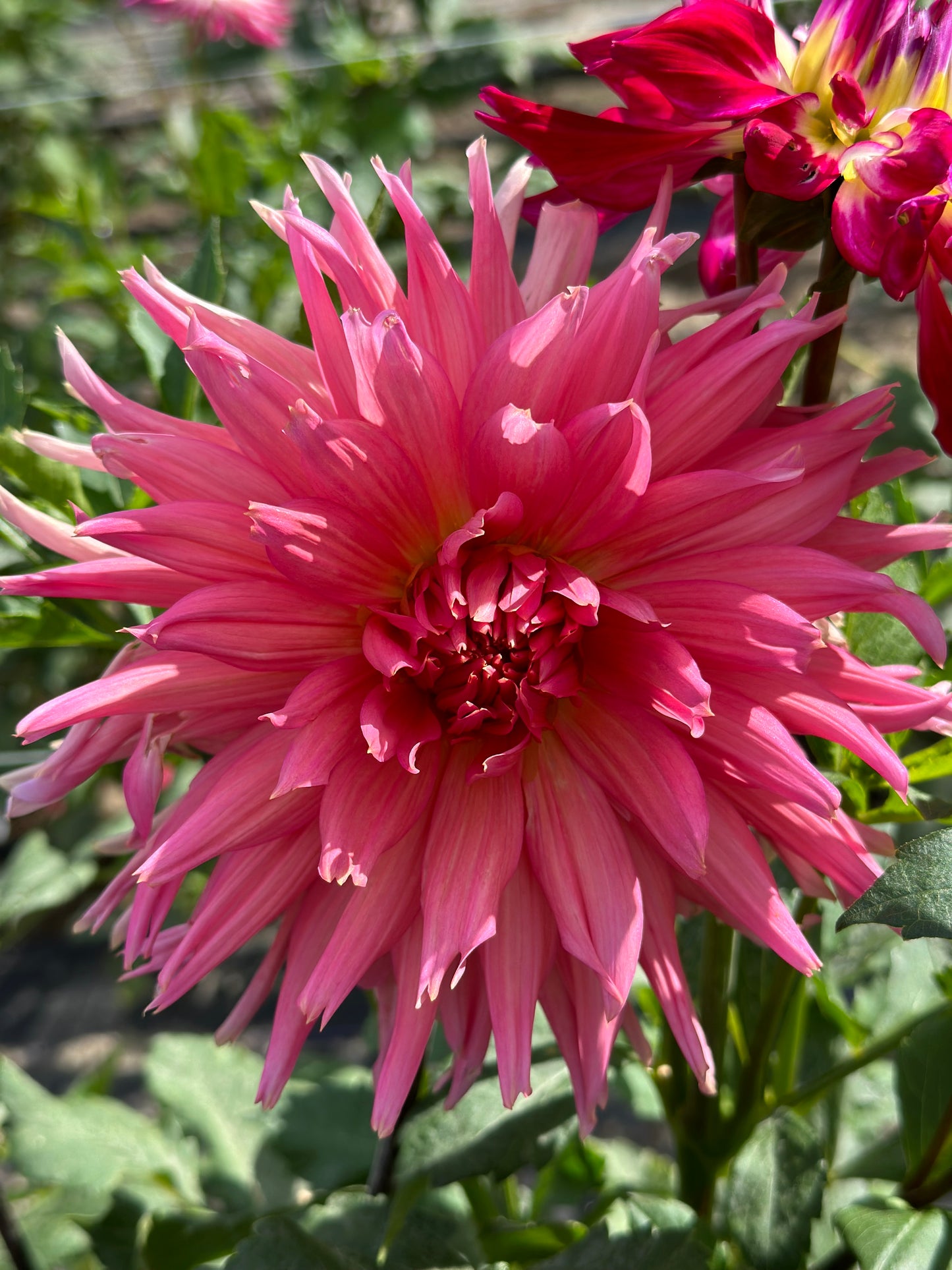 Aljo Dahlia Tuber