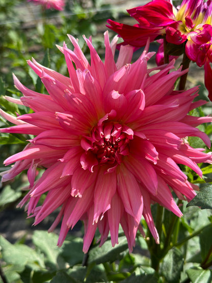 Aljo Dahlia Tuber