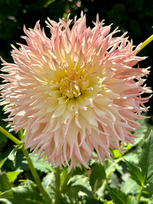 Hapet Champagne - Bulk - 10 Dahlia Tubers