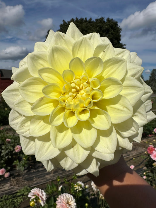 Sun Kissed Dahlia Tuber