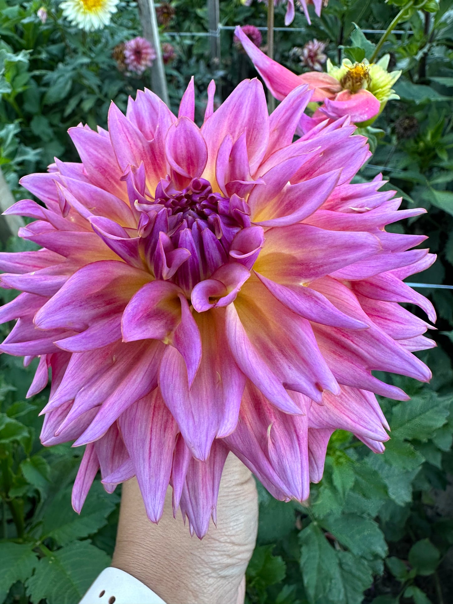 Sweet Grace Dahlia Tuber