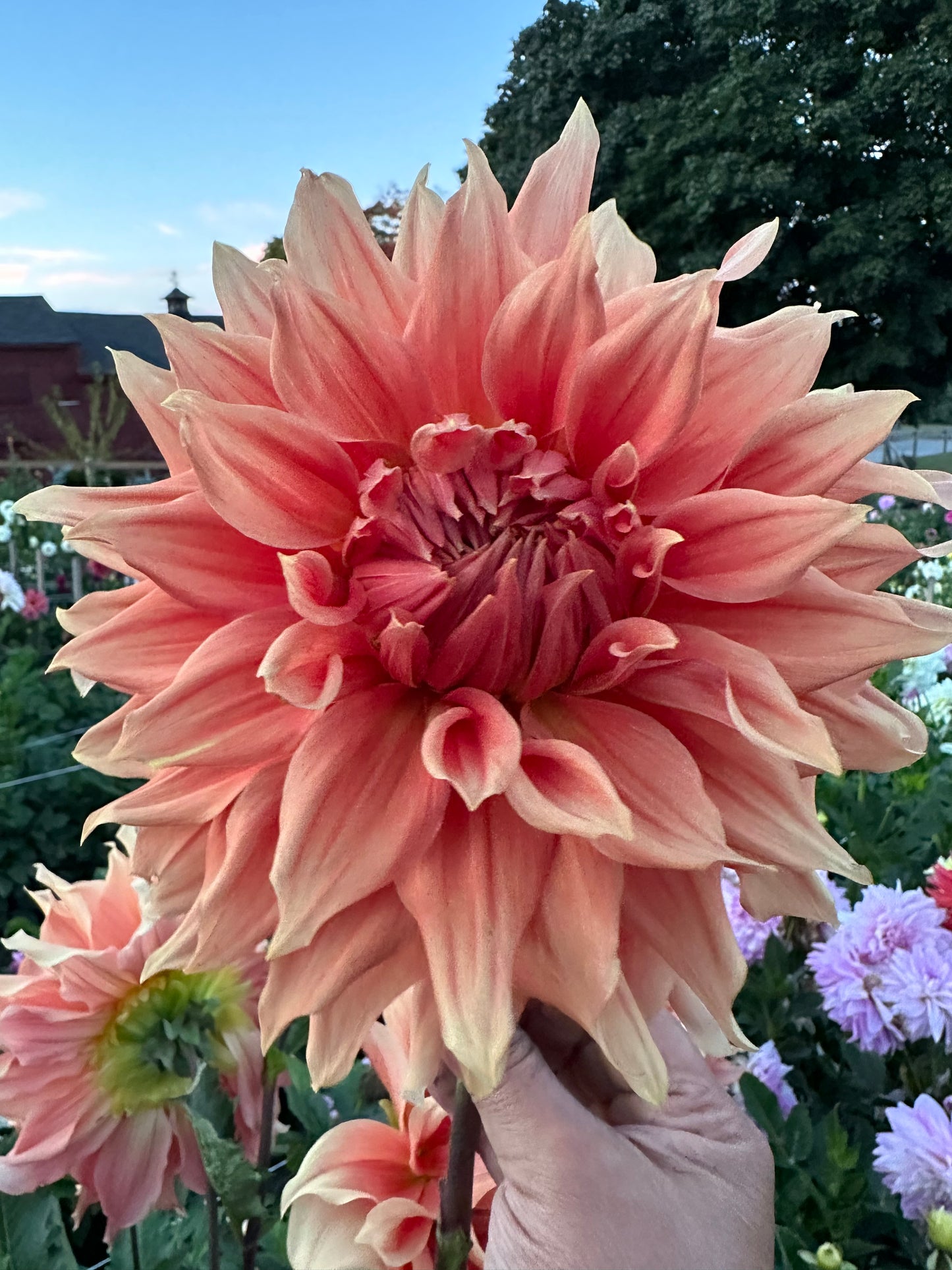 Sierra Glow Dahlia Tuber