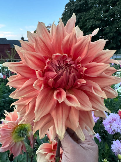 Sierra Glow Dahlia Tuber
