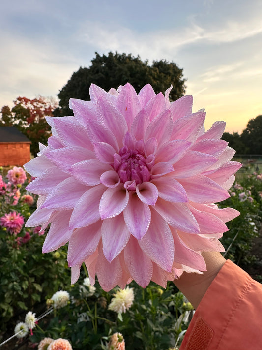Bloomquist Compare Dahlia Tuber