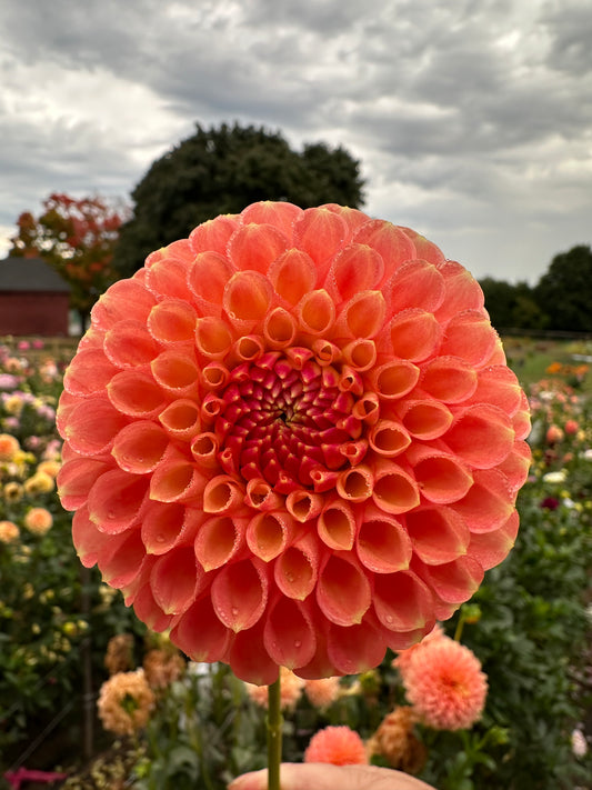 Nathalie G Dahlia Tuber