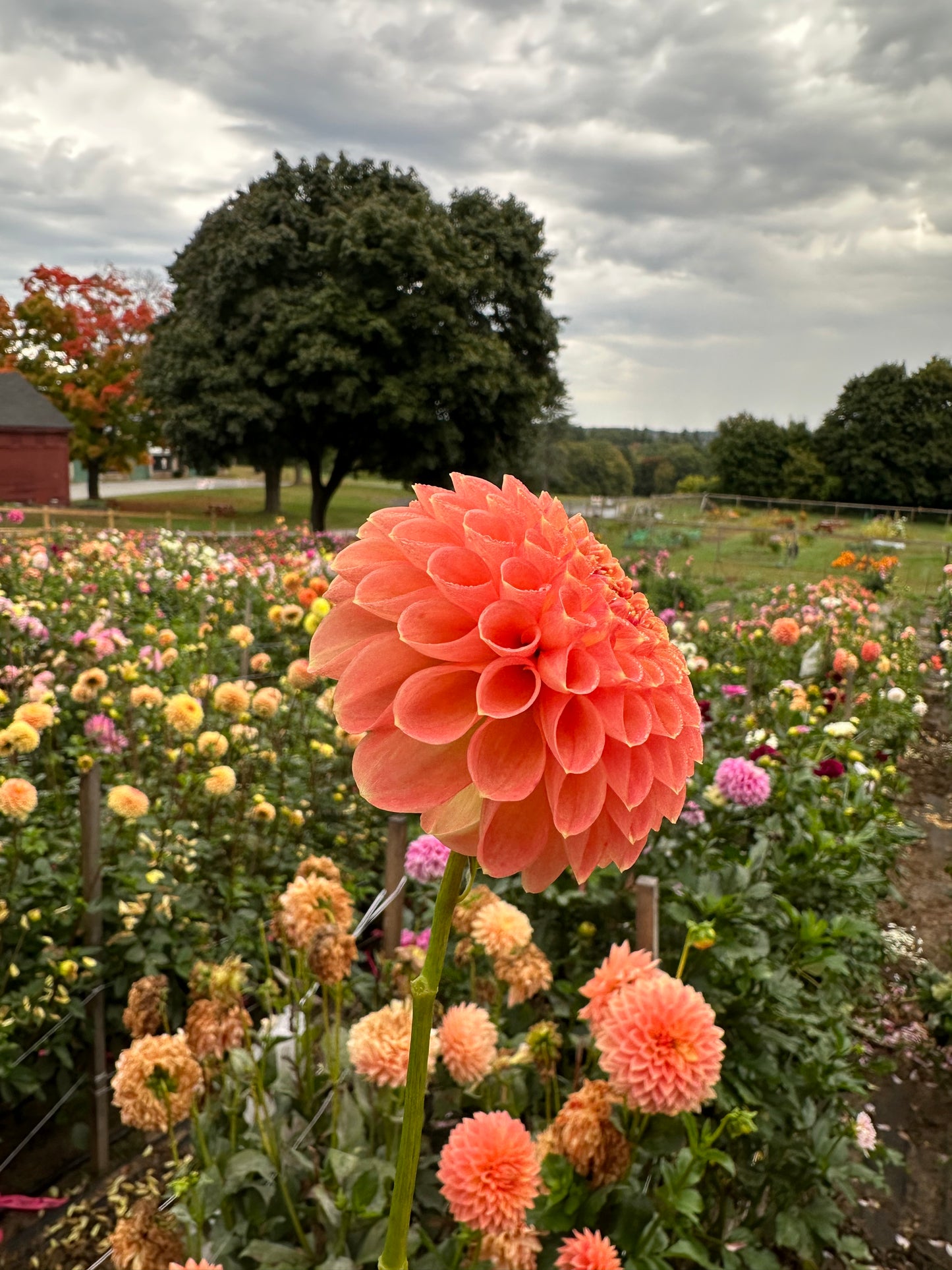 Nathalie G Dahlia Tuber