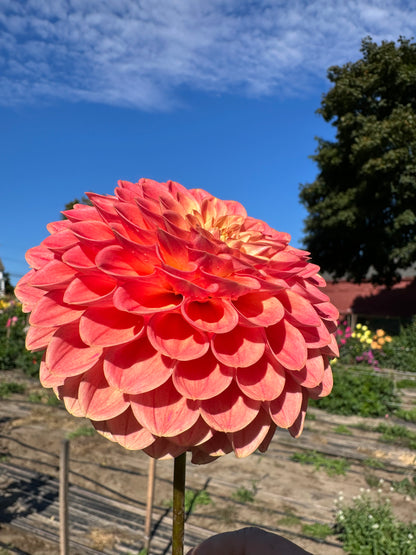 NTAC Mi Lia Dahlia Tuber