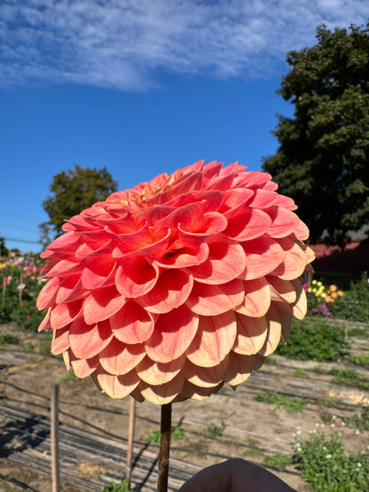 NTAC Mi Lia Dahlia Tuber