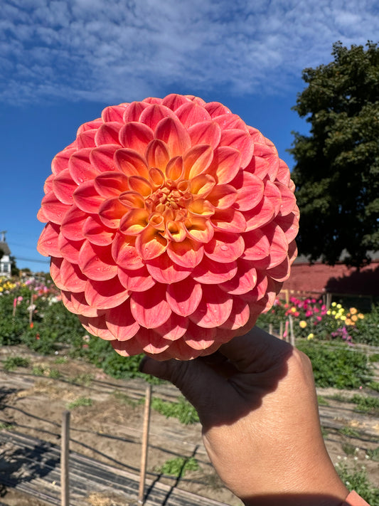 NTAC Mi Lia Dahlia Tuber