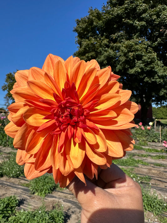 Orange Pekoe Dahlia Tuber