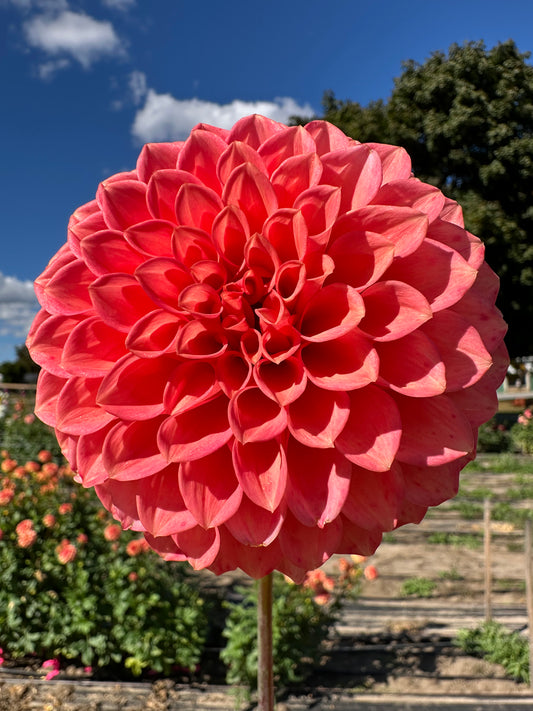 Parkland Tribute Dahlia Tuber