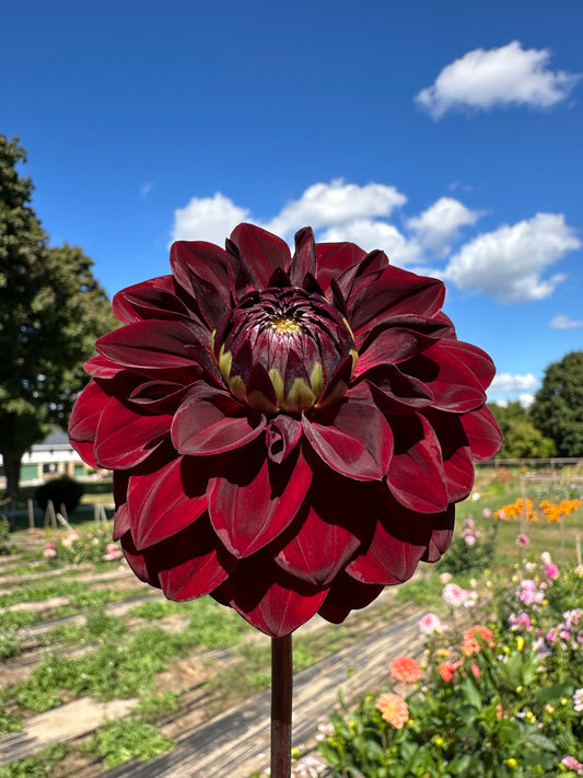 VooDoo Dahlia Tuber