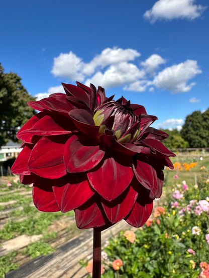 VooDoo Dahlia Tuber