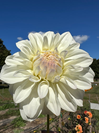 Sterling Silver Dahlia Tuber