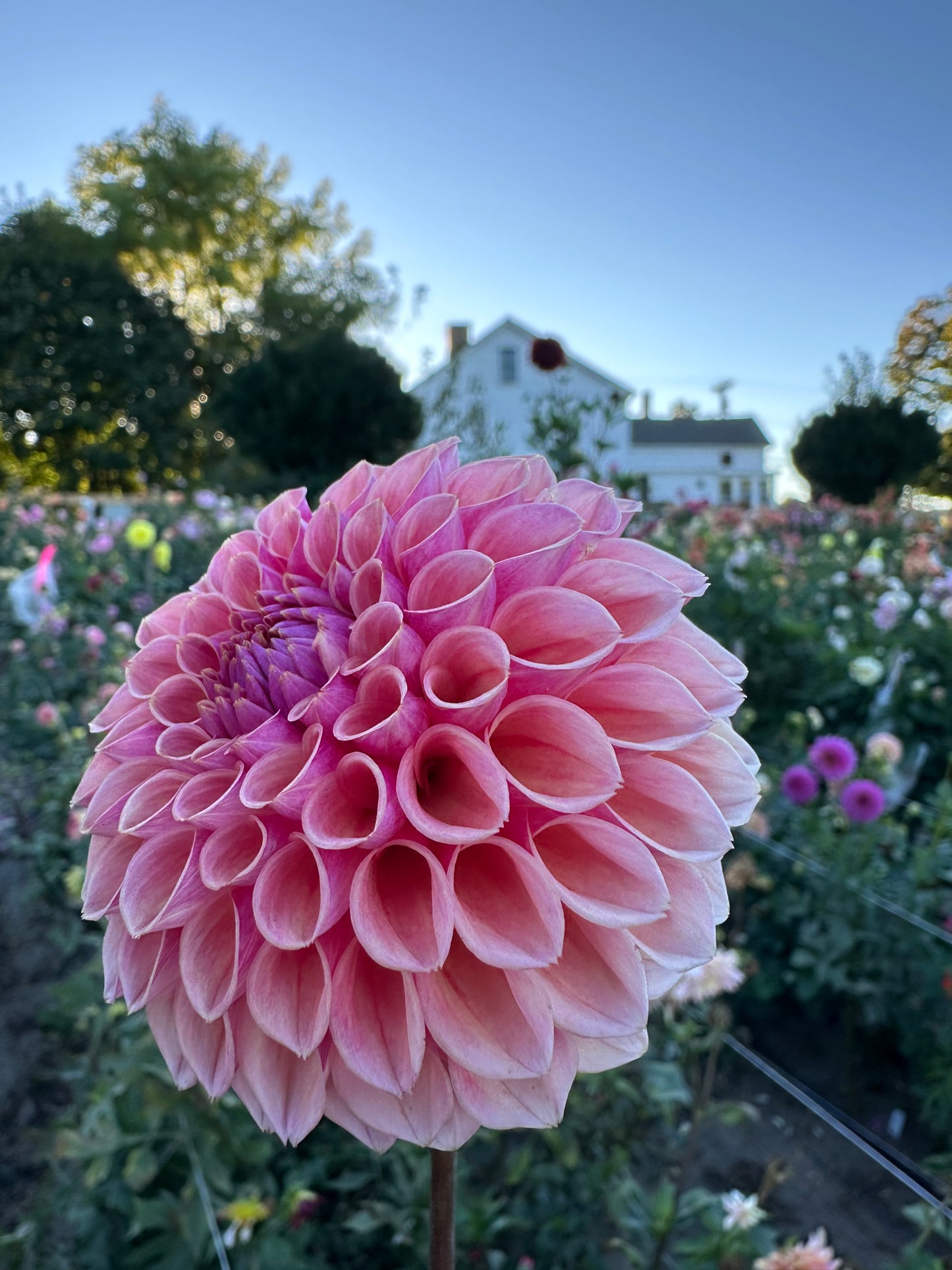 Bracken Rose Dahlia Tuber