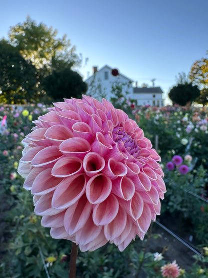 Bracken Rose Dahlia Tuber