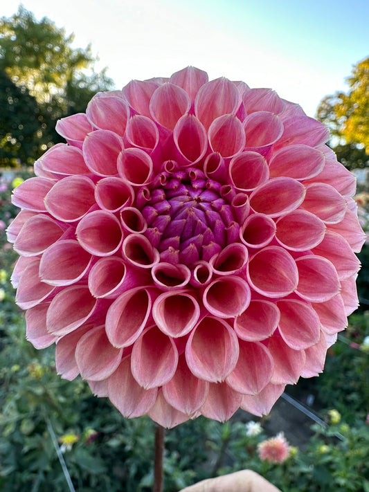 Bracken Rose - Bulk - 10 Dahlia Tubers