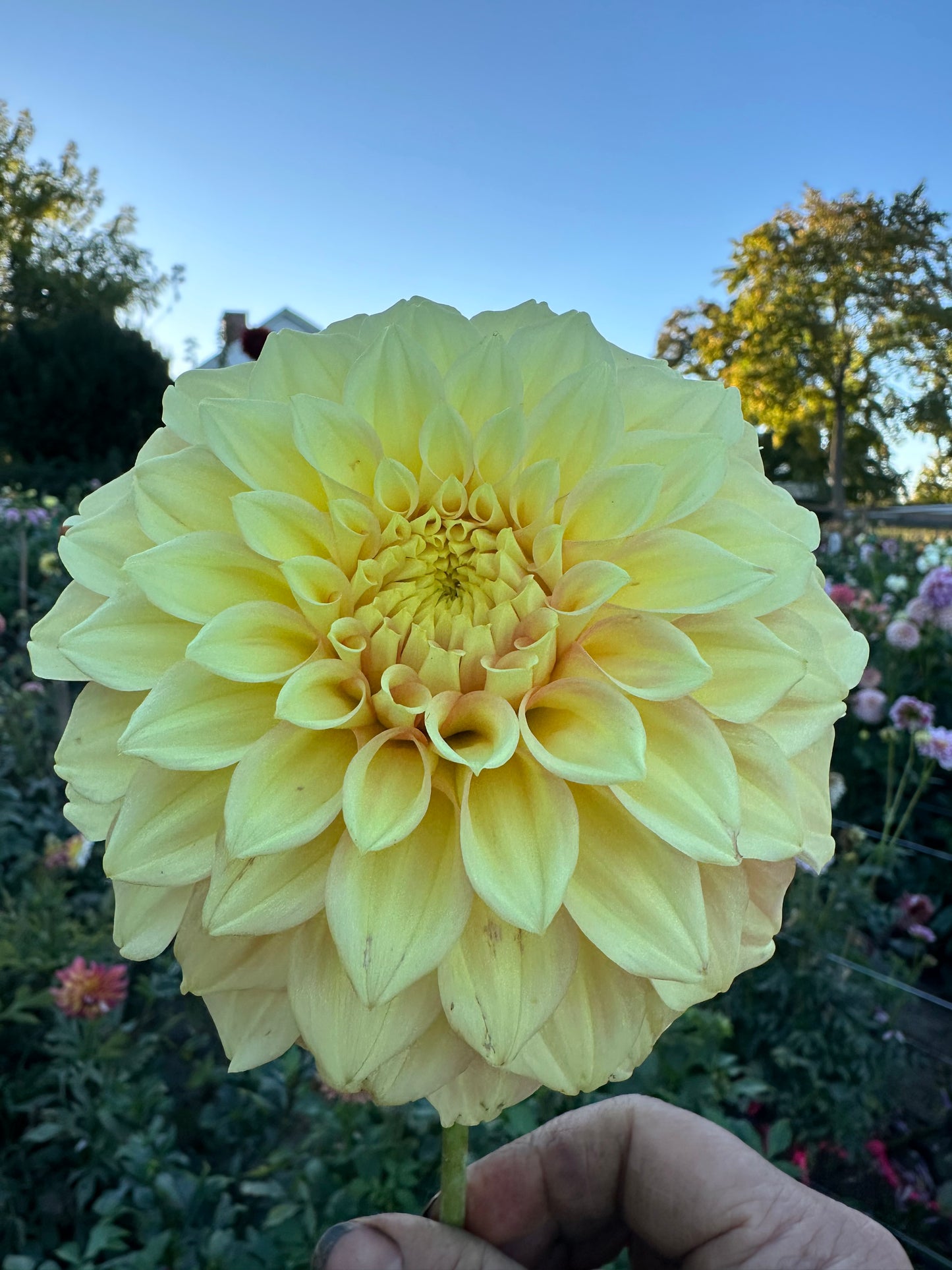 Bracken Sarah Dahlia Tuber