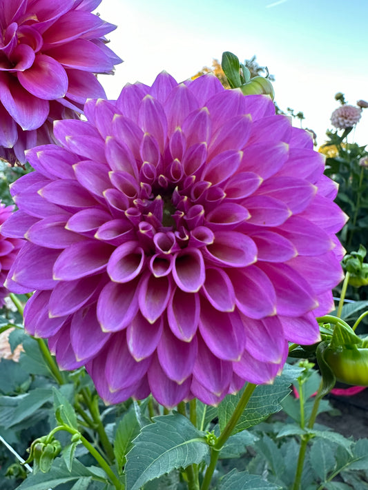 Skipley Spot of Gold Dahlia Tuber