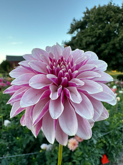 Salish Twilight Girl Dahlia Tuber