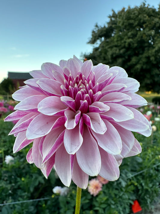 Salish Twilight Girl Dahlia Tuber
