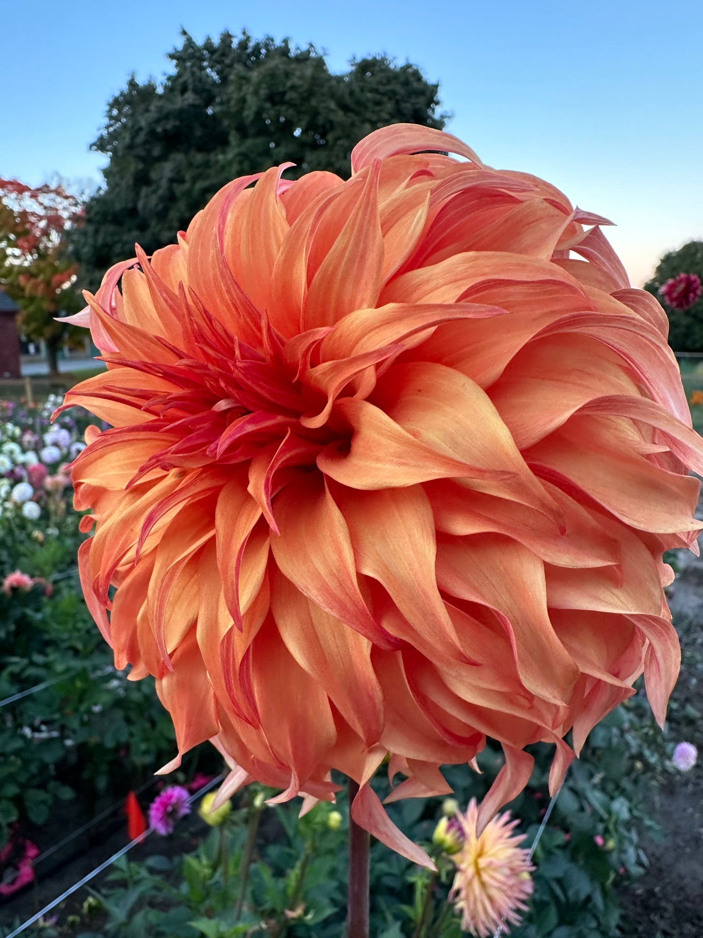 Bloomquist Jean Dahlia Tuber