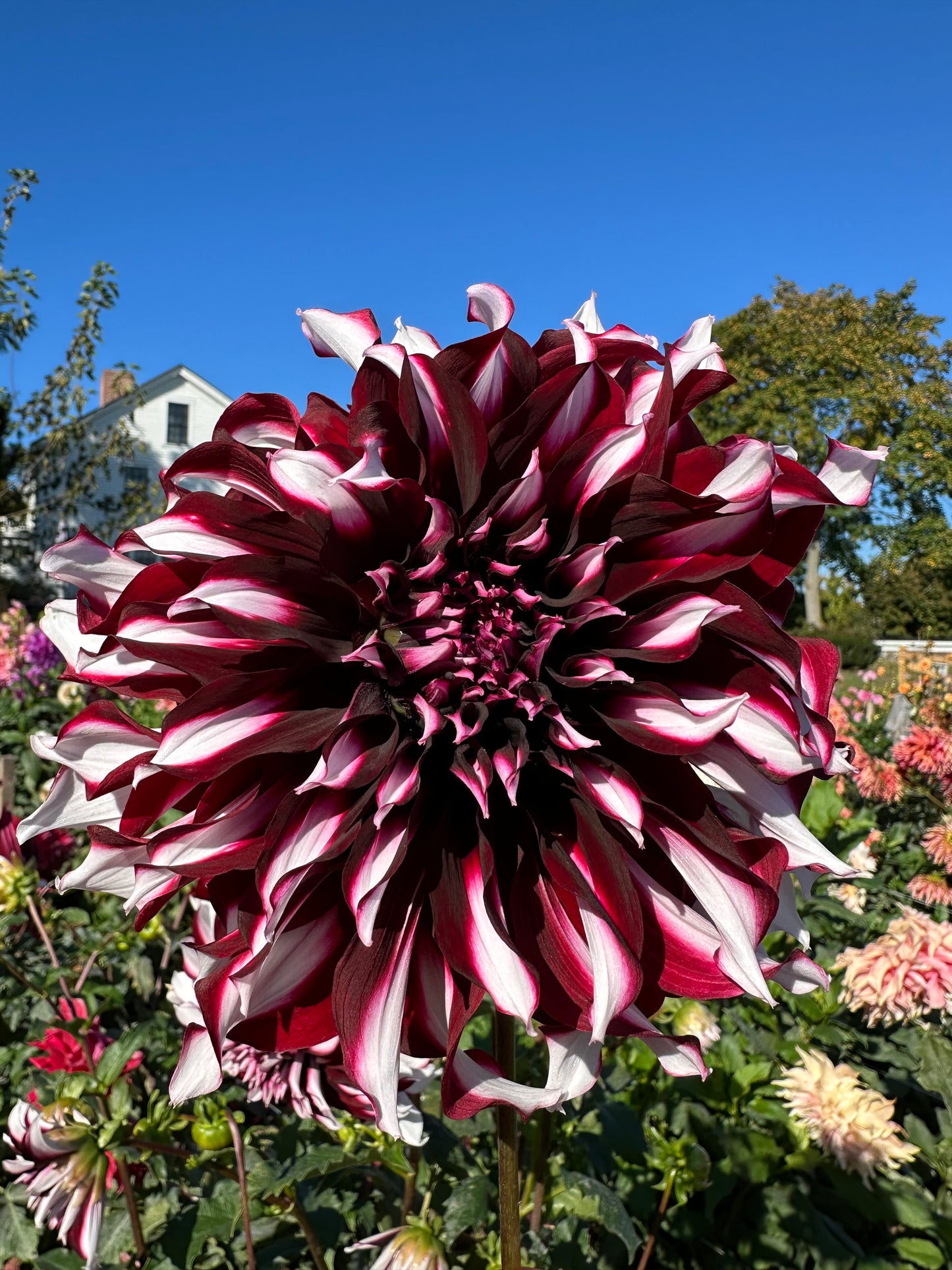 Tartan Dahlia Tuber