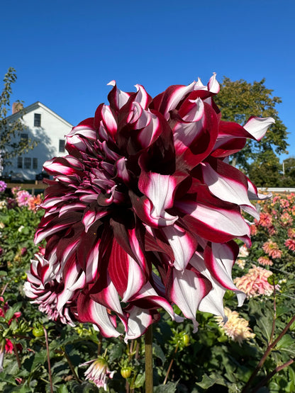 Tartan Dahlia Tuber