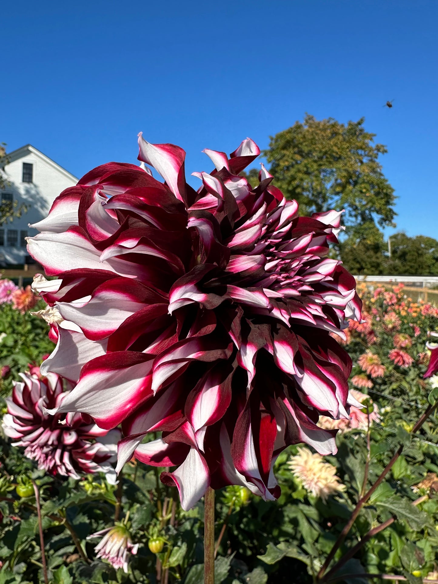 Tartan Dahlia Tuber