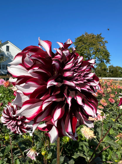 Tartan Dahlia Tuber