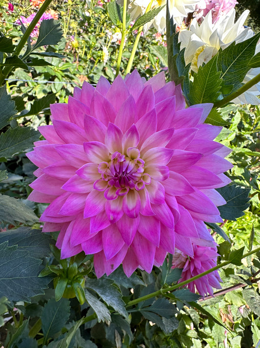 Miss Delilah Dahlia Tuber