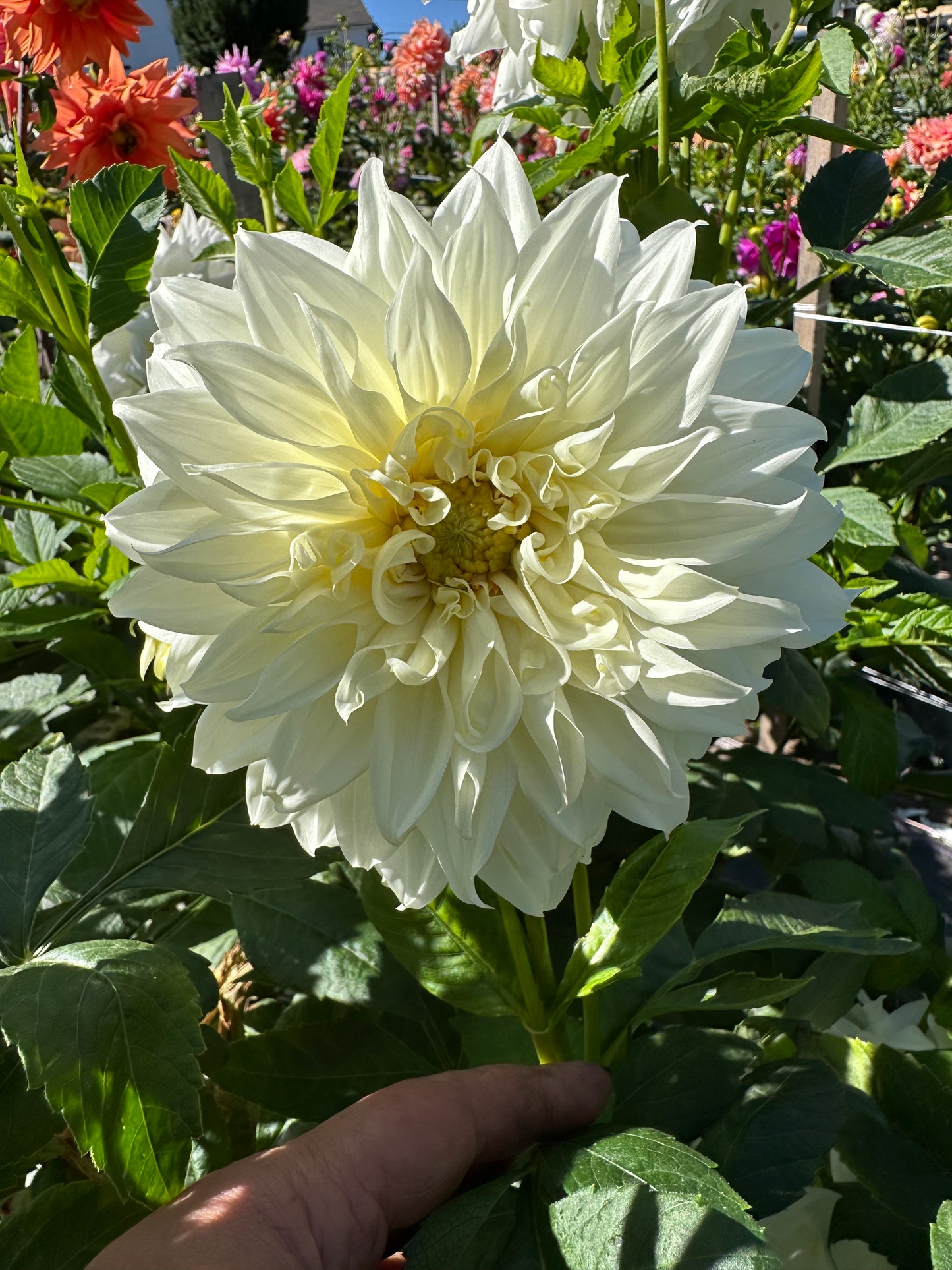 Snowbound Dahlia Tuber