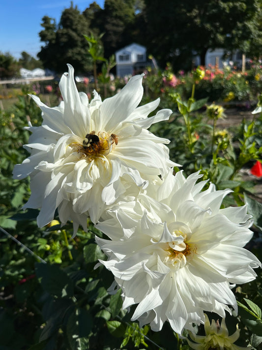 Snowbound Dahlia Tuber