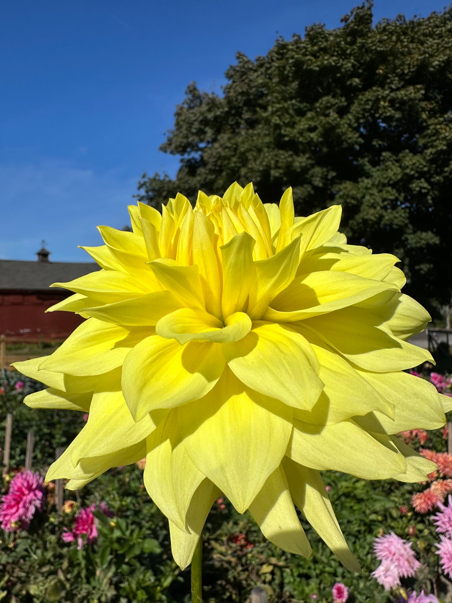 Happy Day Dahlia Tuber