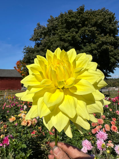 Happy Day Dahlia Tuber