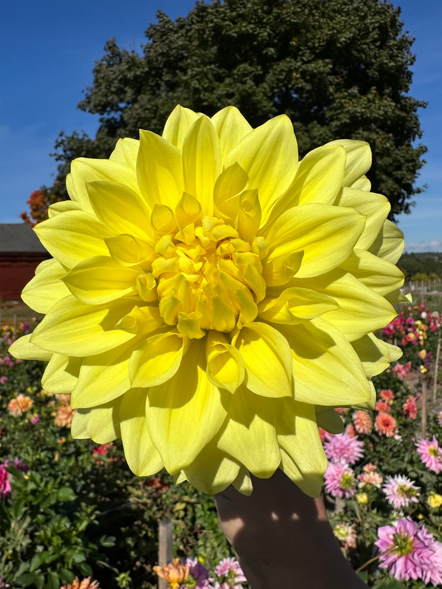 Happy Day Dahlia Tuber