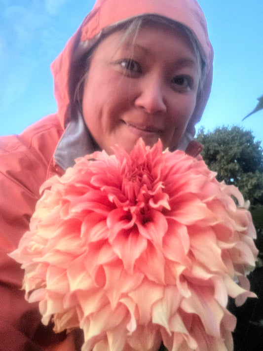 Sierra Glow - Bulk - 10 Dahlia Tubers
