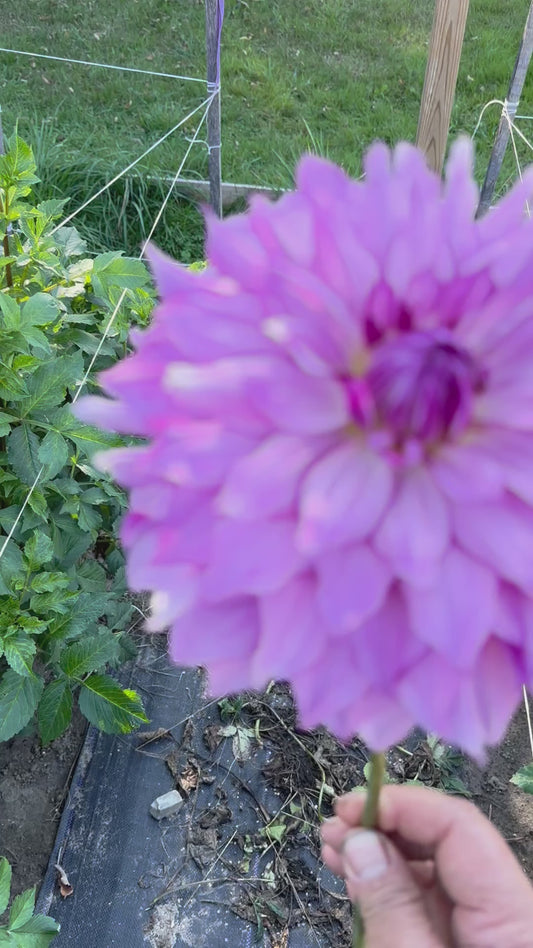 Oregon Reign Dahlia Tuber