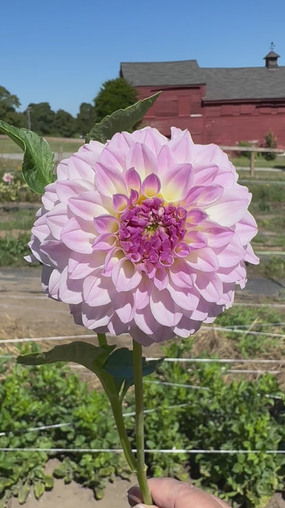 Bistro Dahlia Tuber