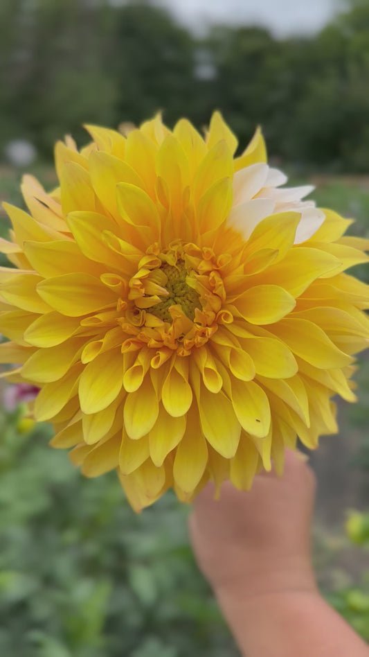 Mr. Bojangles Dahlia Tuber