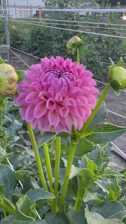 Skipley Lois Jean Dahlia Tuber