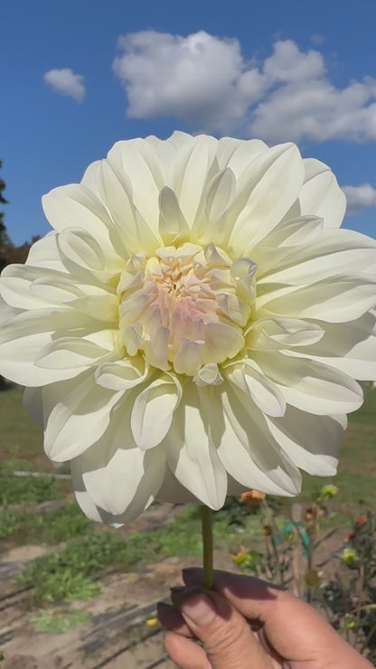 Sterling Silver Dahlia Tuber