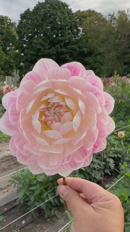 Kelgai Ann Dahlia Tuber