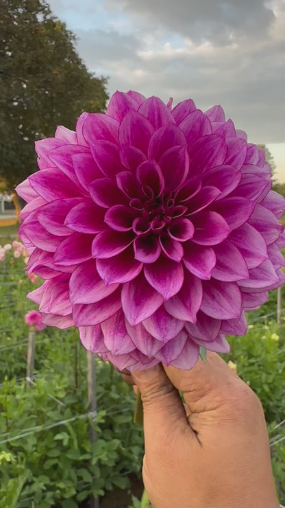 Creme de Cassis Dahlia Tuber