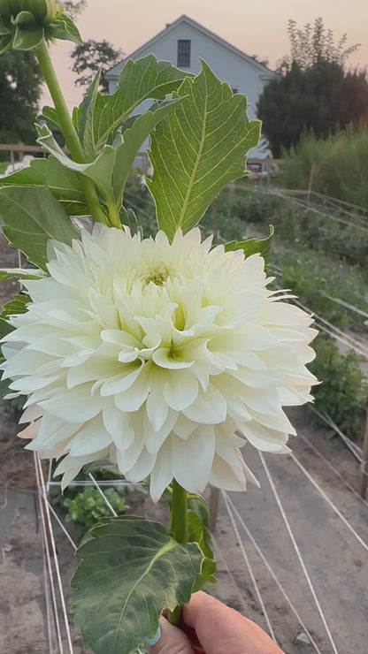Gitts Attention Dahlia Tuber