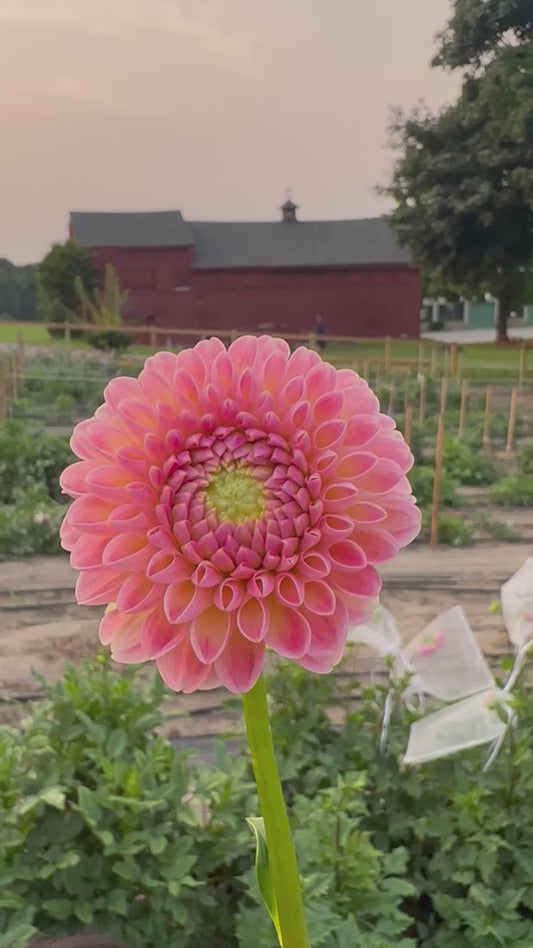 LATE Dahlia Tuber